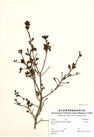 藏品(假柃木)的圖片